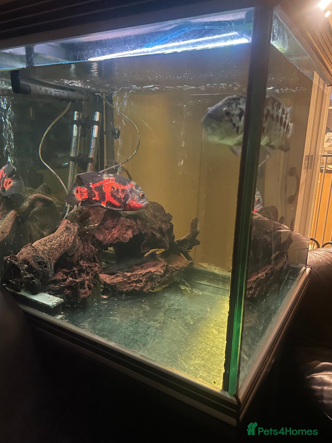 Cichlids fish for sale: Complete set up with fish - Advert 2