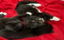 Bombay cats for sale: Kittens for sale  - Image 15