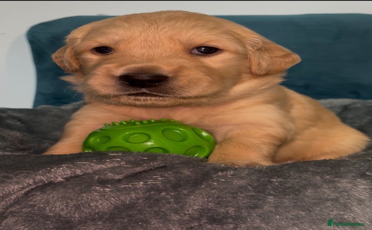Golden Retriever dogs - Advert 4