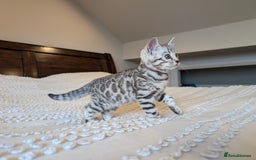 Bengal cats for sale: 🤍🩶🖤 Beautiful Bengal Kittens 🖤🩶🤍 - Image 13