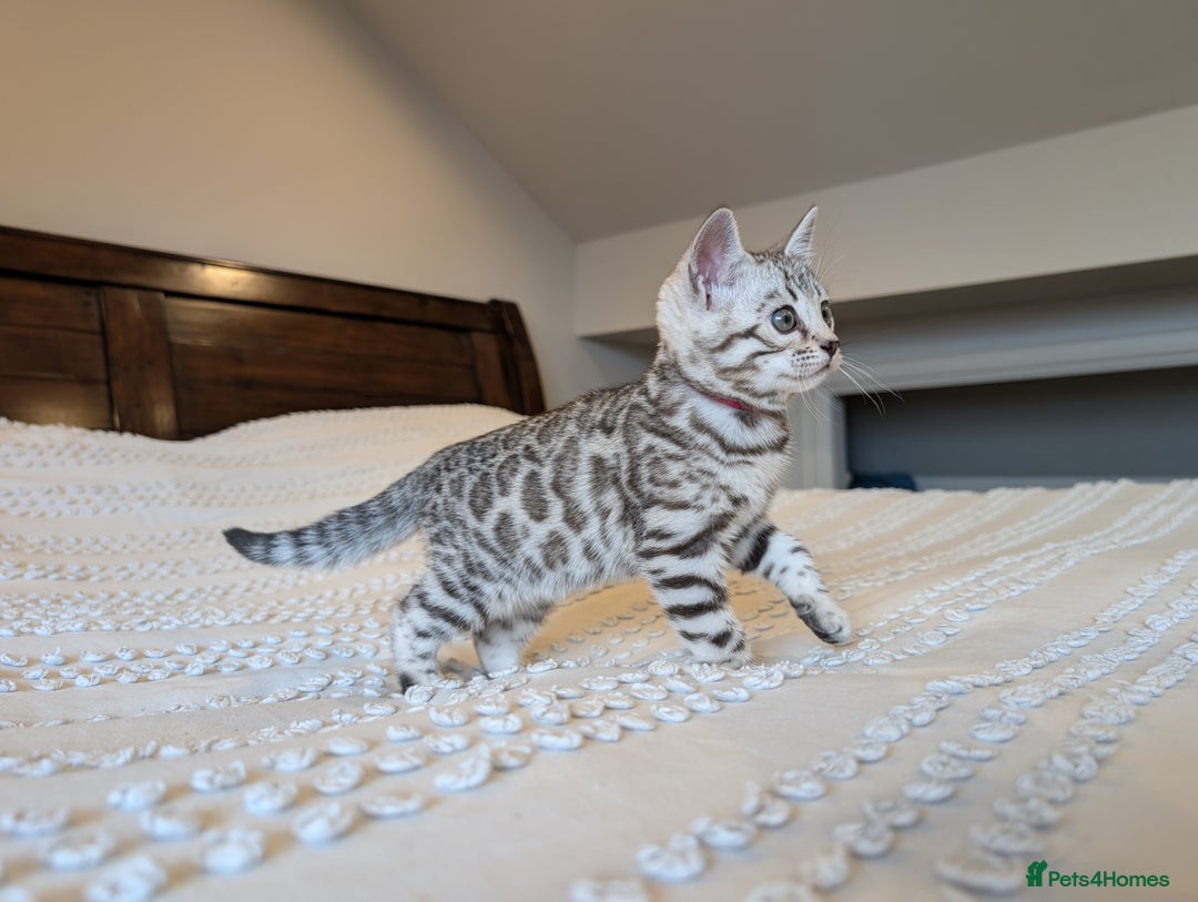 Bengal cats for sale: 🤍🩶🖤 Beautiful Bengal Kittens 🖤🩶🤍 - Image 13