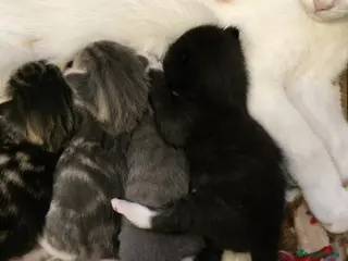 Mixed Breed cats Happy Kittens for Sale - Advert 1