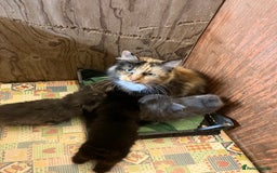 Mixed Breed cats for sale: Stunning fluffy kittens - Image 1