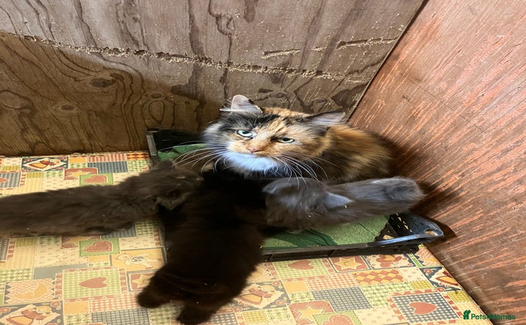 Mixed Breed cats - Advert 12