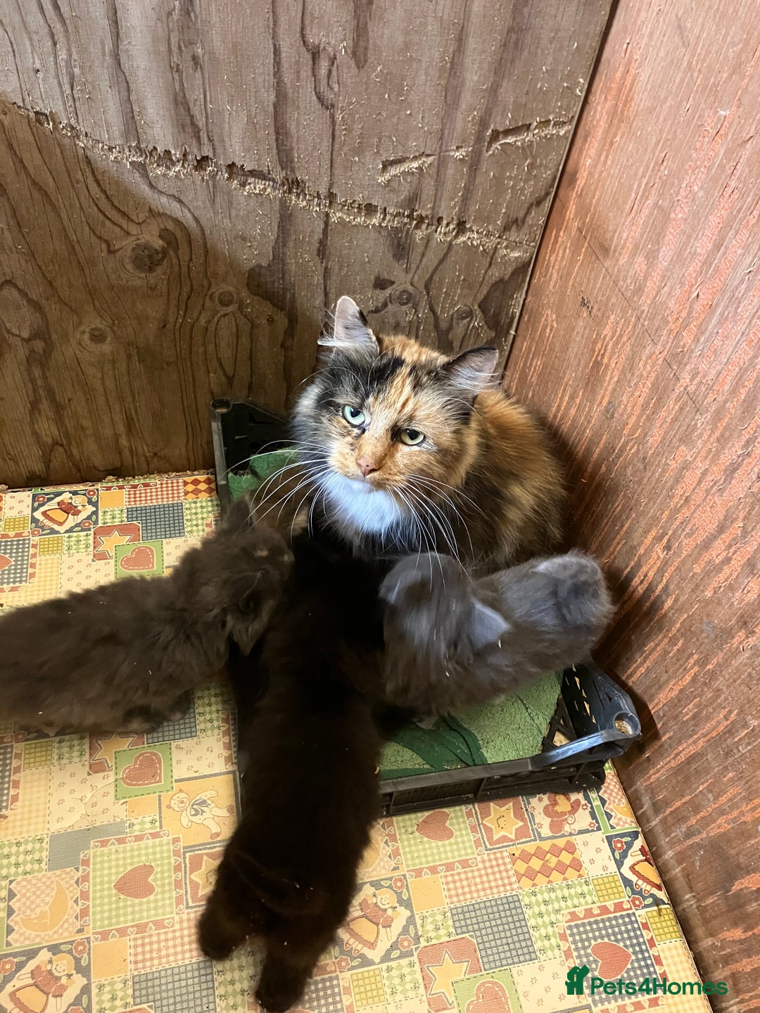 Mixed Breed cats for sale: Stunning fluffy kittens - Image 1