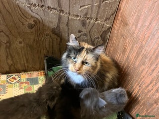 Mixed Breed cats - Advert 18