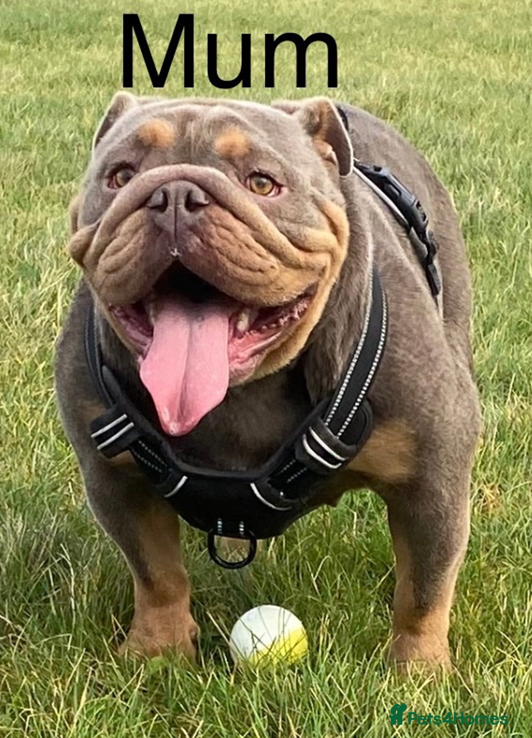 English Bulldog dogs for sale: KC REGISTERED LILAC & TAN ENGLISH BULLDOG PUPS - Image 4