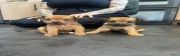 Mixed Breed dogs for sale: Patterdale X Lakeland Puppies for Sale **2 LEFT** - Advert 8
