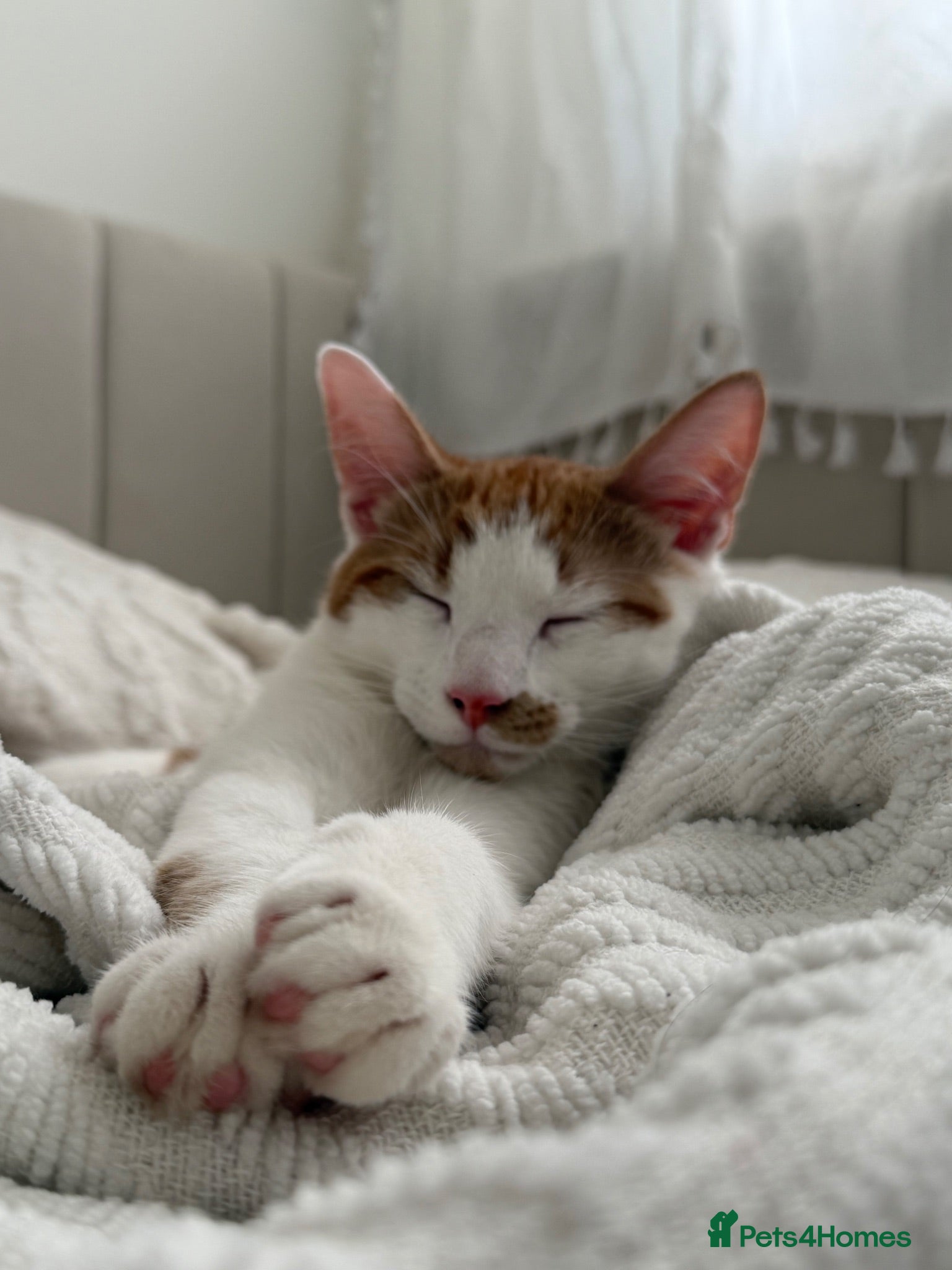 Mixed Breed cats Beautiful ginger malevaccinated+chipped+fw treated - Advert 1