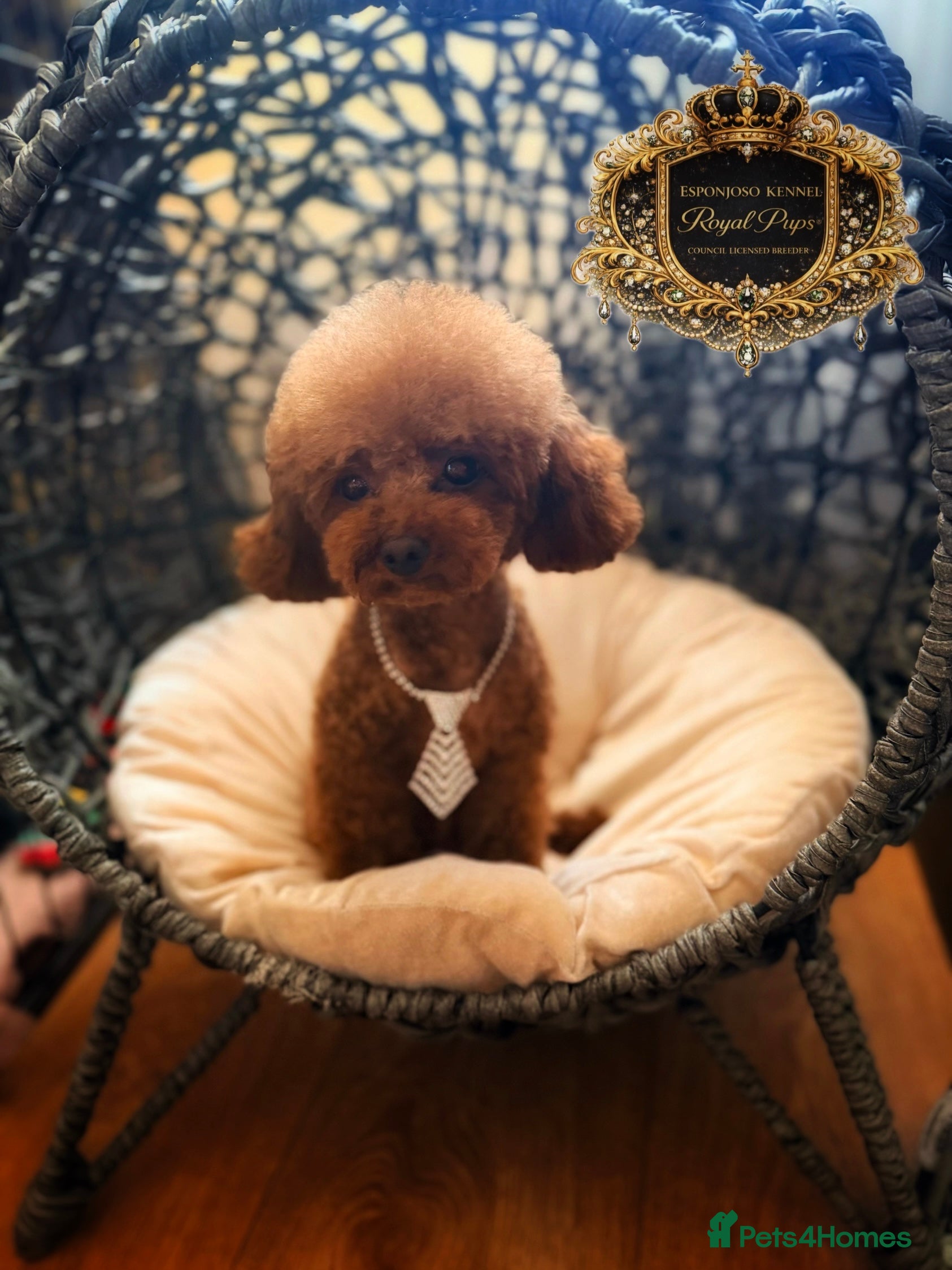 Toy Poodle dogs 🔥One-in-a-Million teddy Asian toy poodle DNA Stud in Thetford - Advert 12