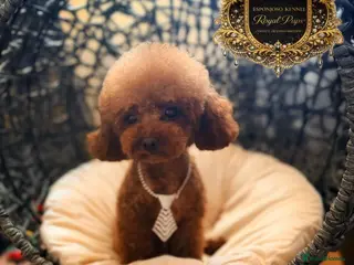 Toy Poodle dogs 🔥One-in-a-Million teddy Asian toy poodle DNA Stud in Thetford - Advert 12