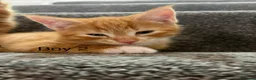 Domestic Shorthair cats for sale: 3 x beautiful kittens ready now  in Nelson - Advert 5