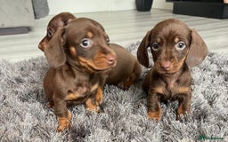 Dachshund dogs for sale: Miniature dachshund  - Image 7