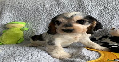Cocker Spaniel dogs in Abergele - Advert 11