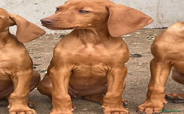 Hungarian Vizsla dogs - Advert 1