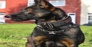 Mixed Breed dogs - Advert 2