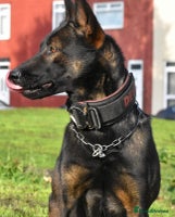 Mixed Breed dogs - Advert 14