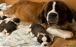Saint Bernard dogs for sale: Stunning KC reg Saint Bernard puppies  - Image 12
