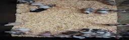 Mouse rodents for sale: Baby Fancy Female Mice - Advert 7