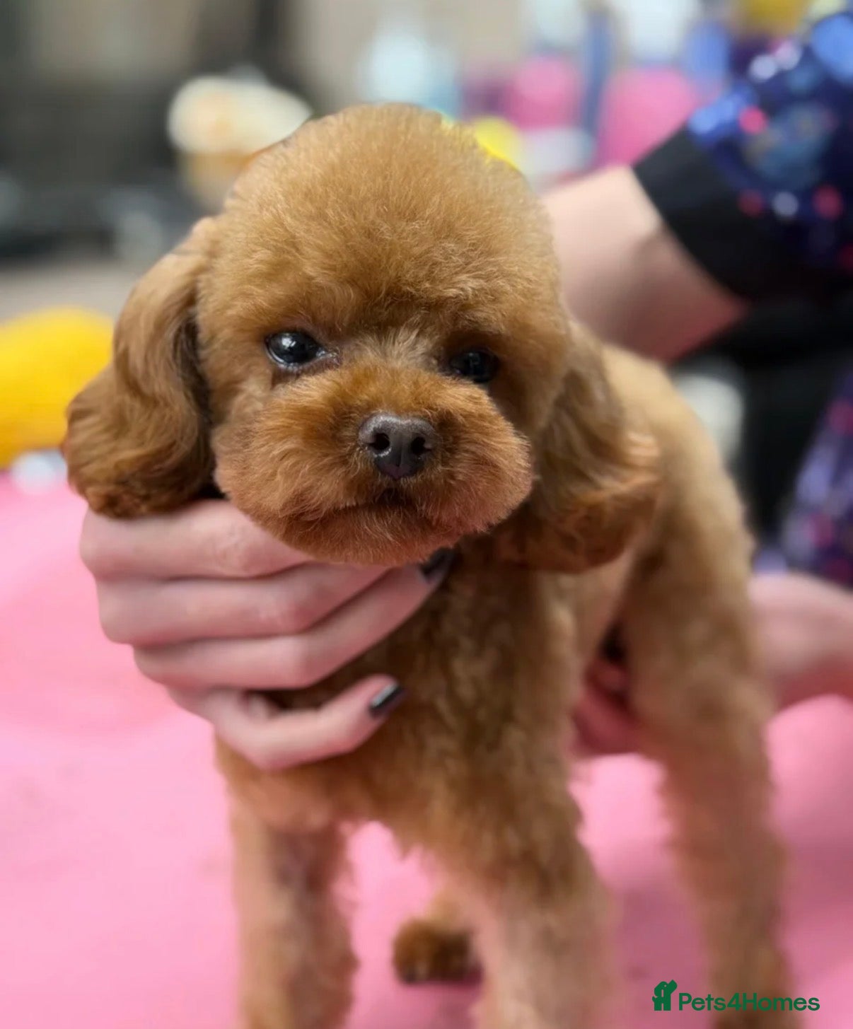 Toy Poodle dogs Beautiful Toy Poodle Puppies - Advert 2