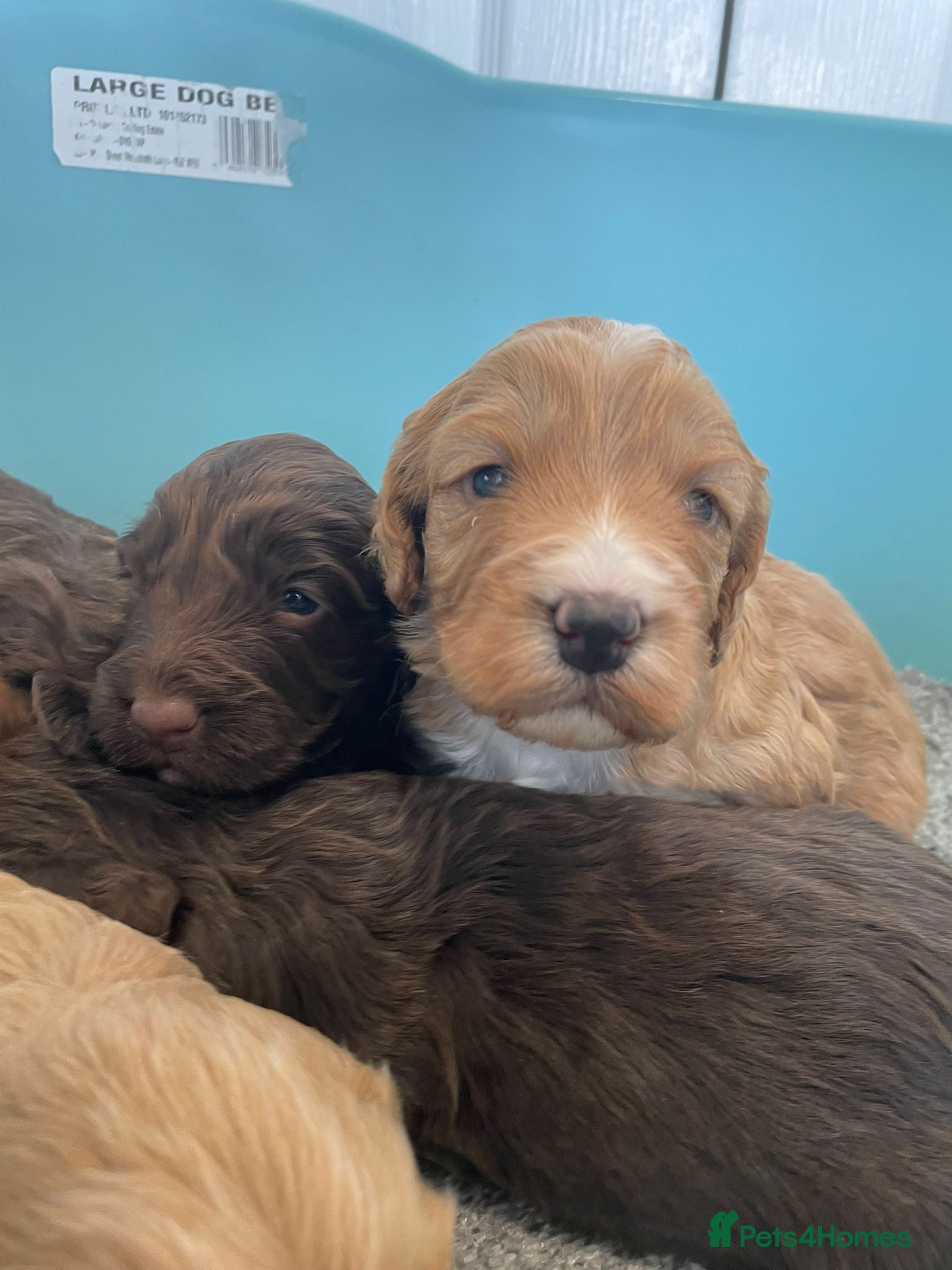 Cockapoo dogs F1 cockapoo p,a,r clear and health  check - Advert 3