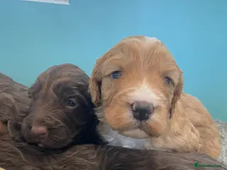 Cockapoo dogs F1 cockapoo p,a,r clear and health check - Advert 3