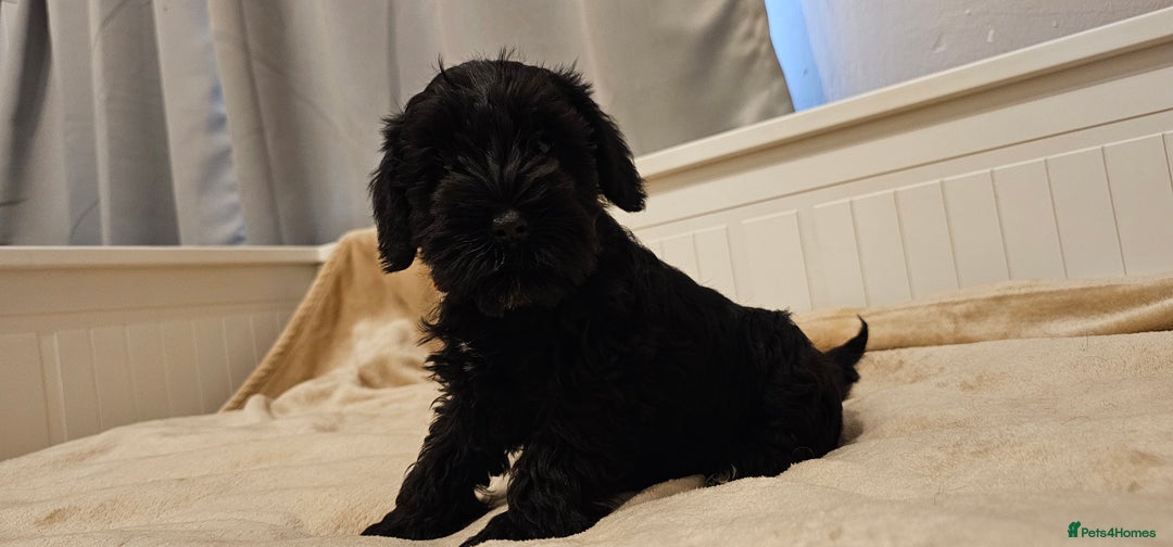 Miniature Schnauzer dogs for sale: Miniature Schnauzer Puppies - 7 Adorable Girls - Image 4