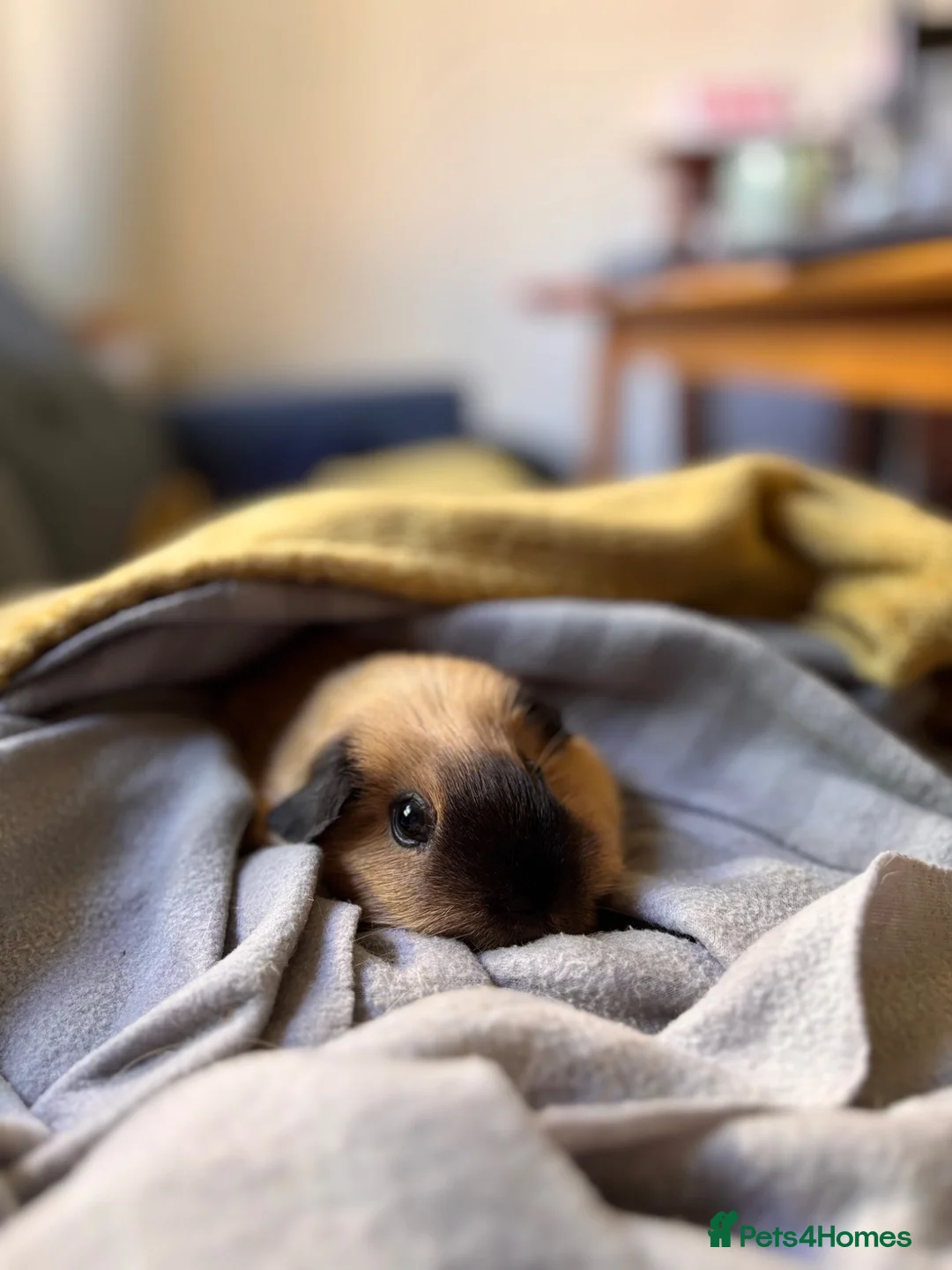 Guinea Pig rodents for sale: Male bonded guinea pigs  - Advert 2