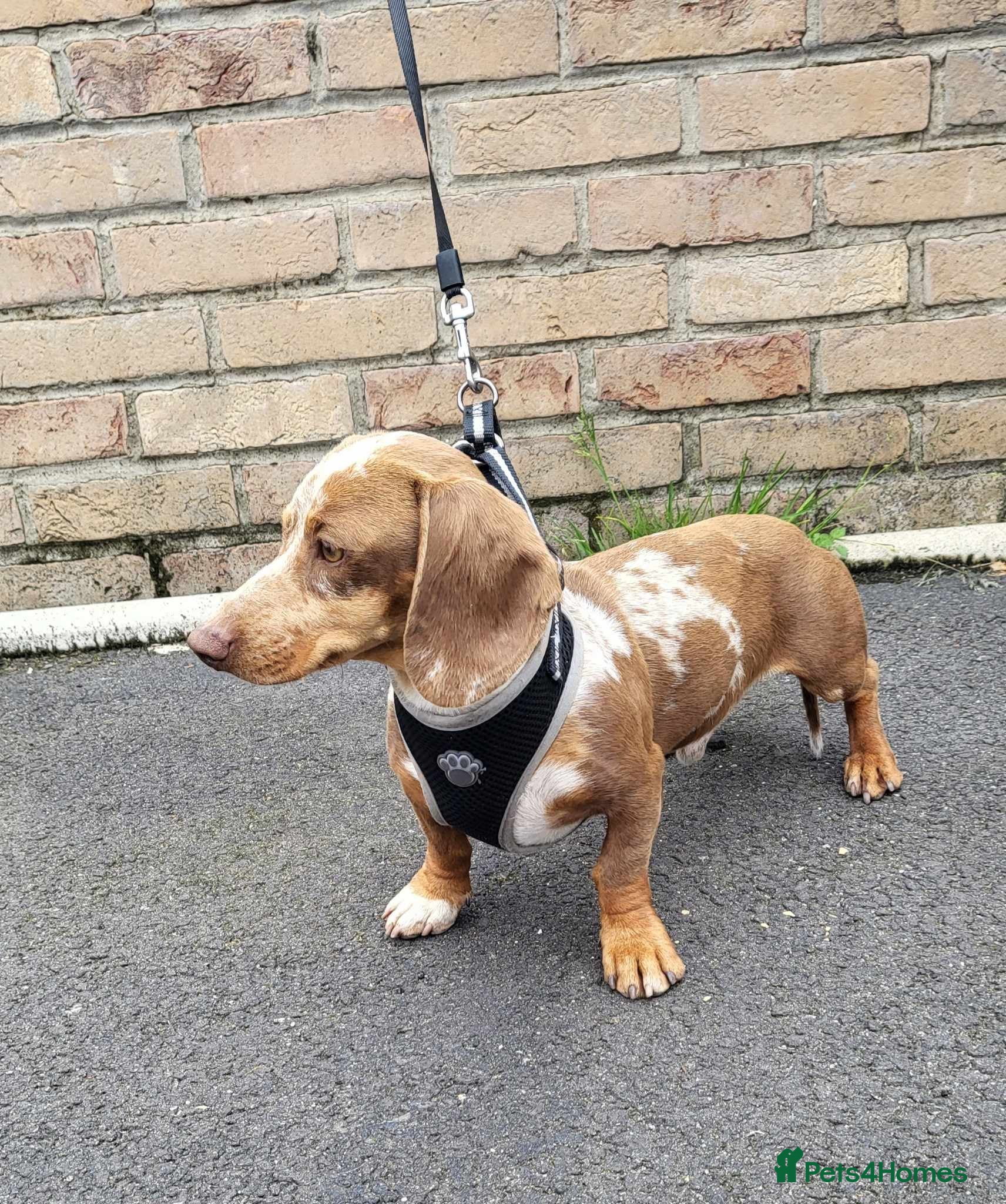 Miniature Dachshund dogs Slinky for stud.. Isabella & tan dapple in Thetford - Advert 9