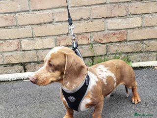 Miniature Dachshund dogs Slinky for stud.. Isabella & tan dapple in Thetford - Advert 6