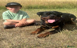 Rottweiler dogs for sale: 1 year old male Rottie for sale  - Advert 3