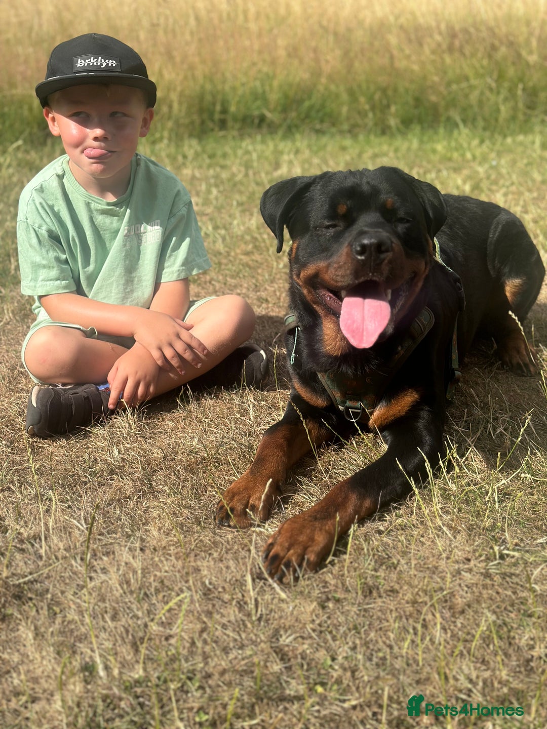Rottweiler dogs for sale: 1 year old male Rottie for sale  - Advert 3