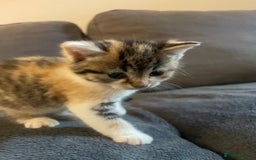 Domestic Shorthair cats for sale: Beautiful litter of kittens for sale  - Image 3