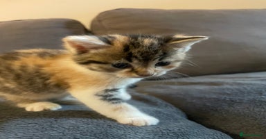 Domestic Shorthair cats - Advert 6