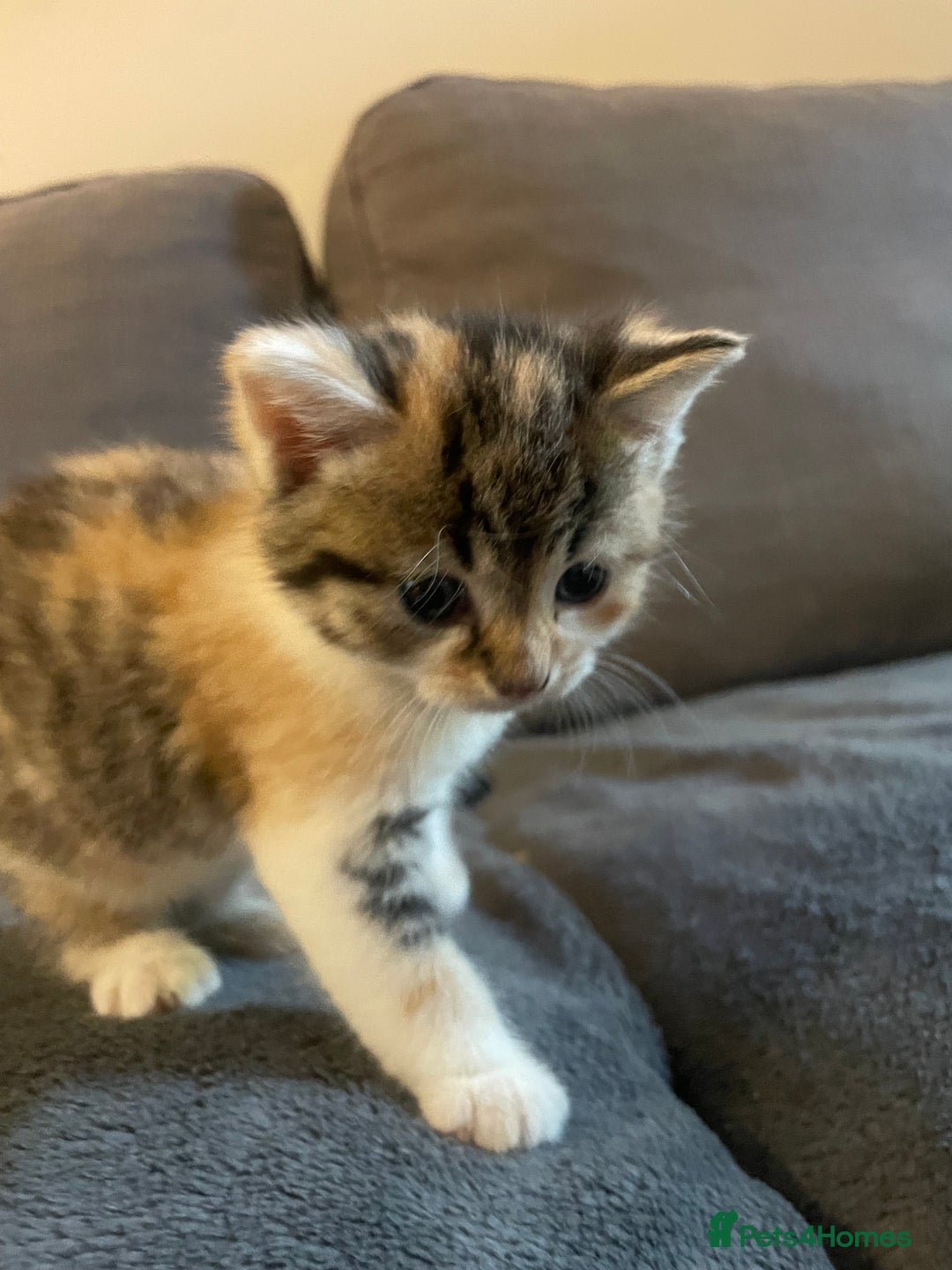 Domestic Shorthair cats for sale: Beautiful litter of kittens for sale  - Image 3