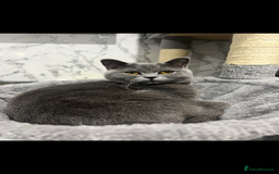British Shorthair cats for sale: Rehoming needed urgently!  - Image 4