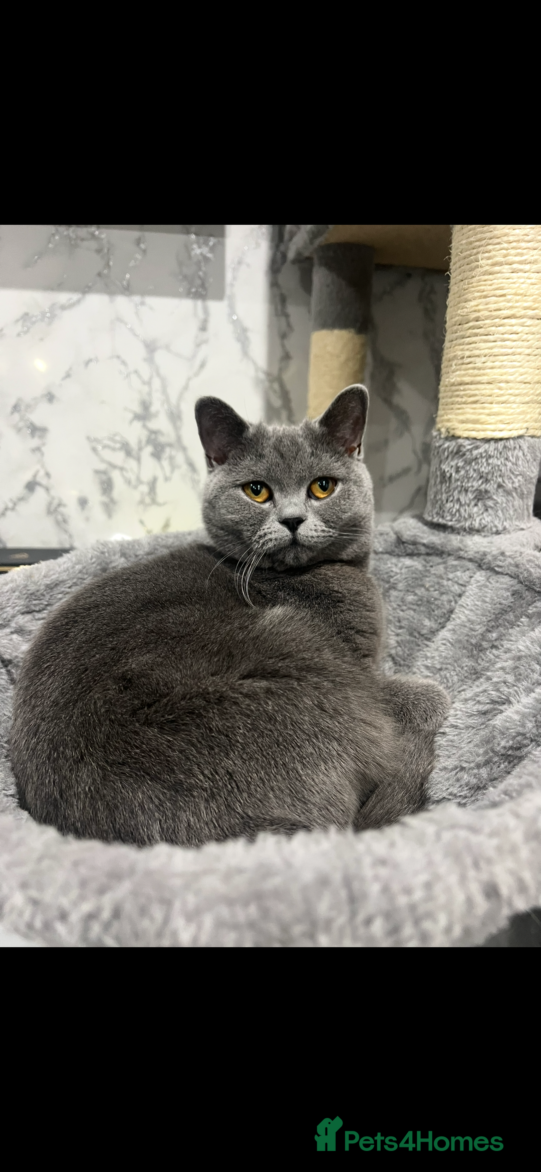 British Shorthair cats for sale: Rehoming needed urgently!  - Image 4