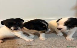 Jack Russell dogs for sale: 5 JACK RUSSEL PUPPIES - Image 7