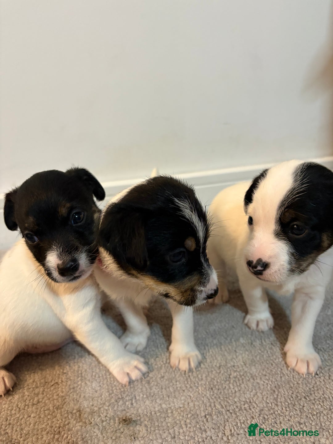 Jack Russell dogs for sale: 5 JACK RUSSEL PUPPIES - Image 7