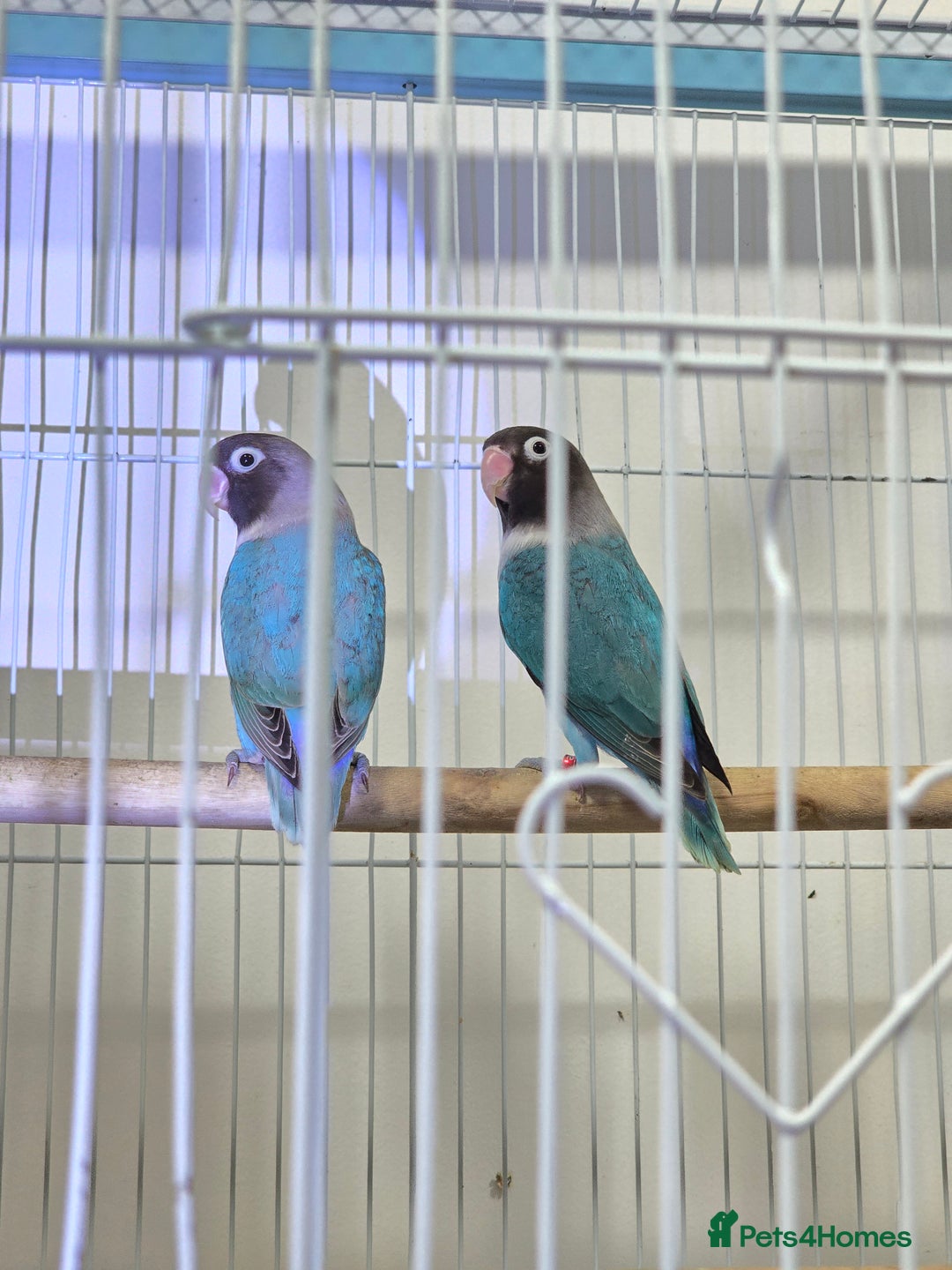 Lovebirds birds for sale: Love birds - Advert 5