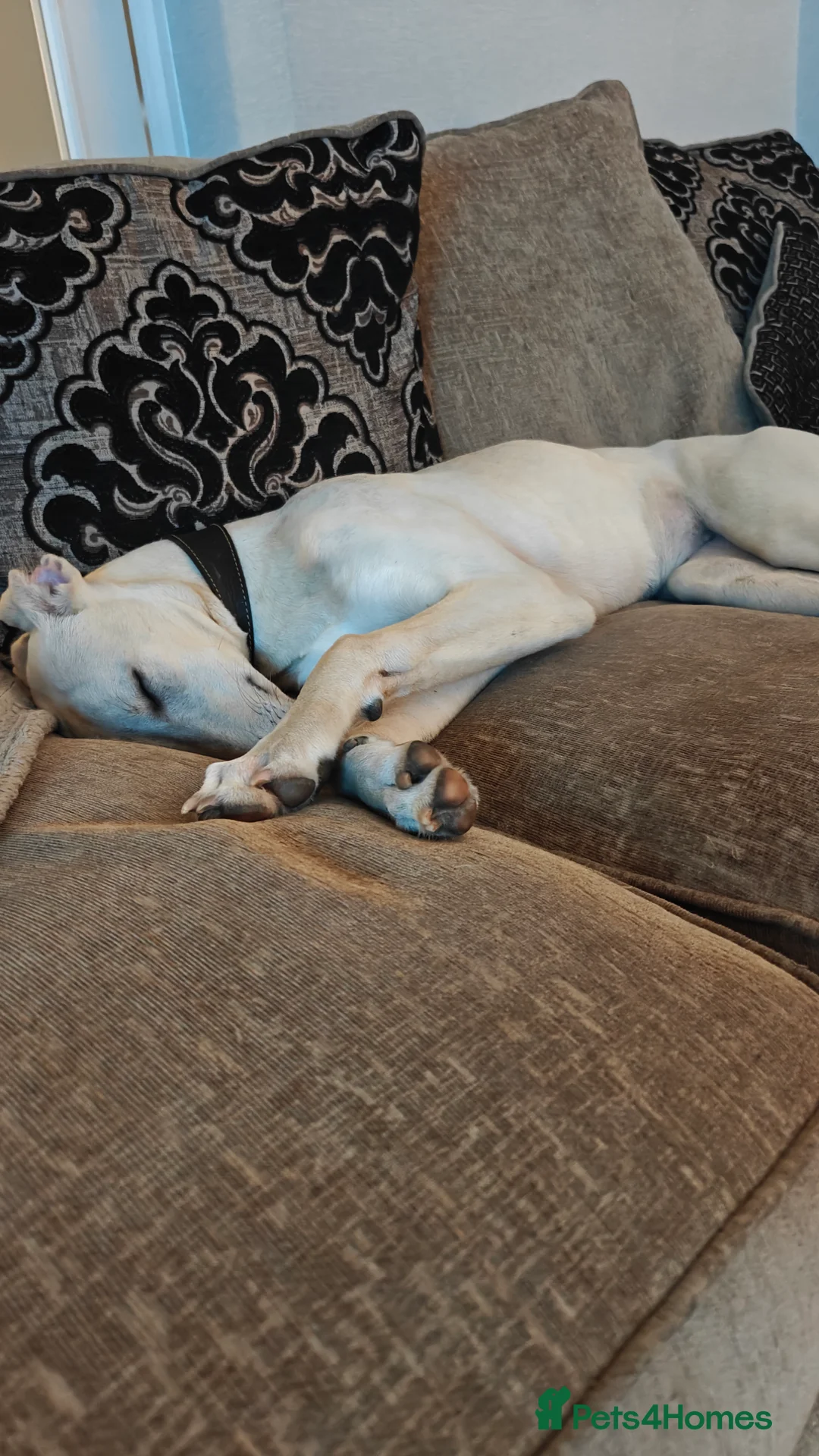 Lurcher dogs for sale: Absolutely stunning lurcher  - Advert 3