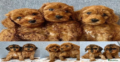 Cockapoo dogs - Advert 8