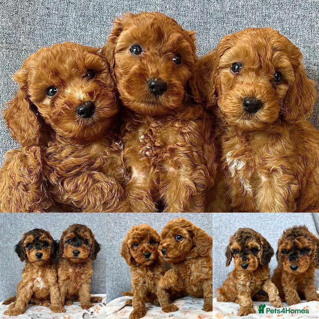 Cockapoo dogs for sale: F2B Red Cockapoos **BOTH PARENTS DNA CLEAR** - Image 8