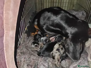 Miniature Dachshund dogs Miniature dachshund puppies - Advert 13