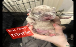 French Bulldog dogs for sale: Merle/Lilac/Isabella Fawn Frenchies - Image 5