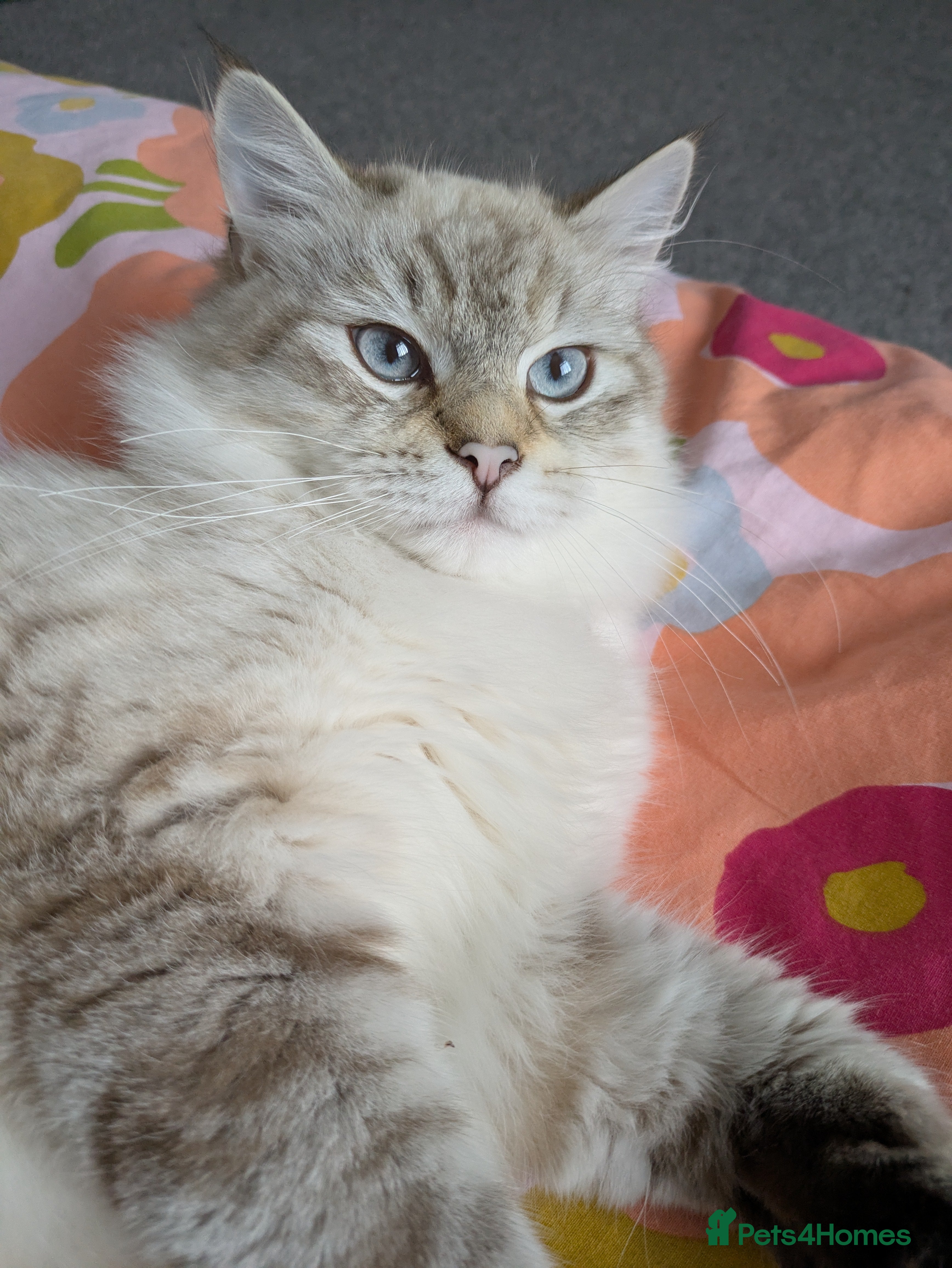Siberian cats 1yr unneutred Neva masquerade Male Siberian - Advert 1