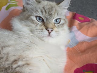 Siberian cats 1yr unneutred Neva masquerade Male Siberian - Advert 1