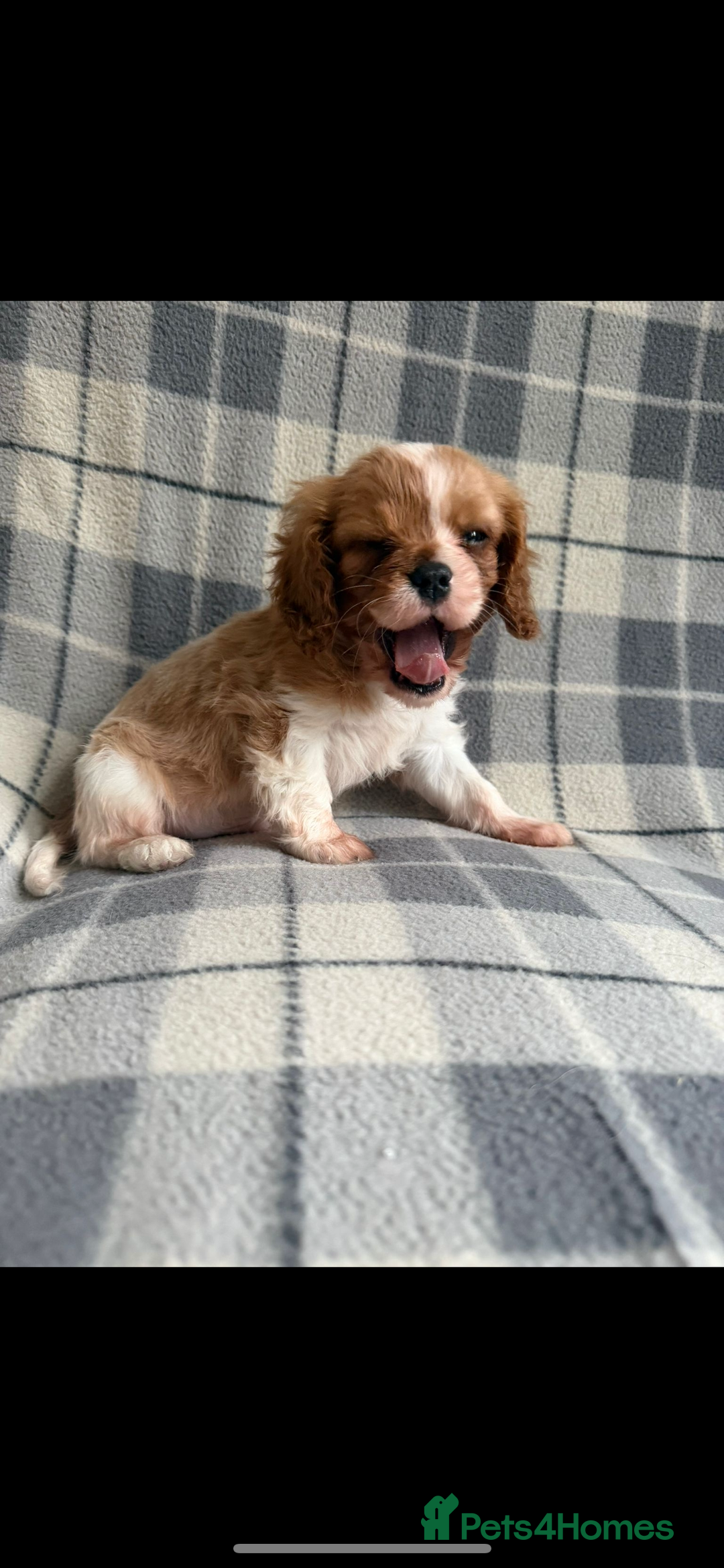 Cavalier King Charles Spaniel dogs for sale: Cavalier King Charles spaniel puppy - Advert 3
