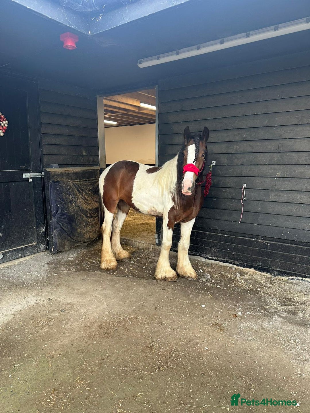 Irish Cob horses for sale: LOLA💗 - Advert 3