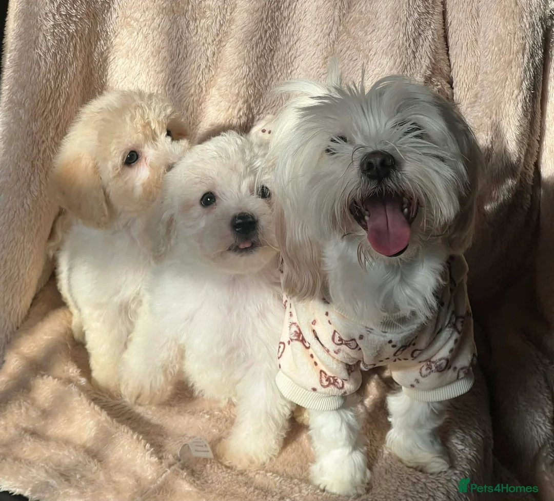 Bichon Frise dogs for sale: Bichon Maltese pure  - Advert 1